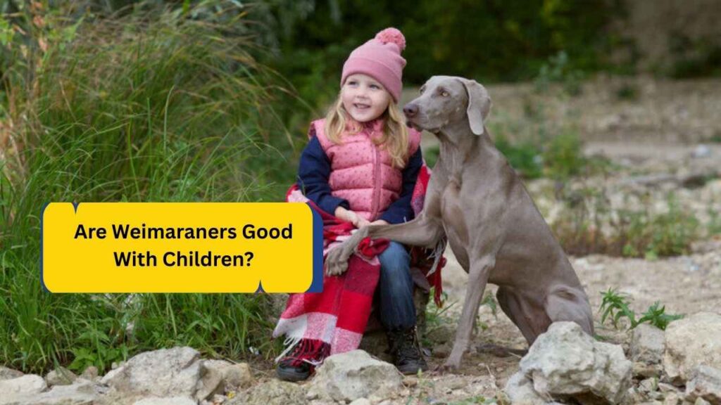 Are Weimaraners Good With Children?