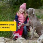 Are Weimaraners Good With Children?