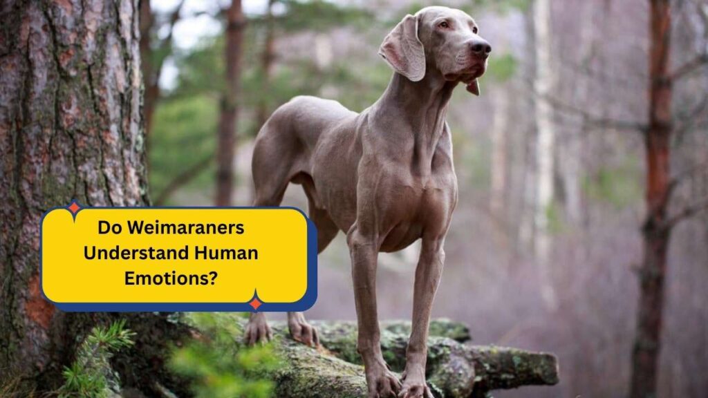 Do Weimaraners Understand Human Emotions?