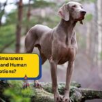 Do Weimaraners Understand Human Emotions?