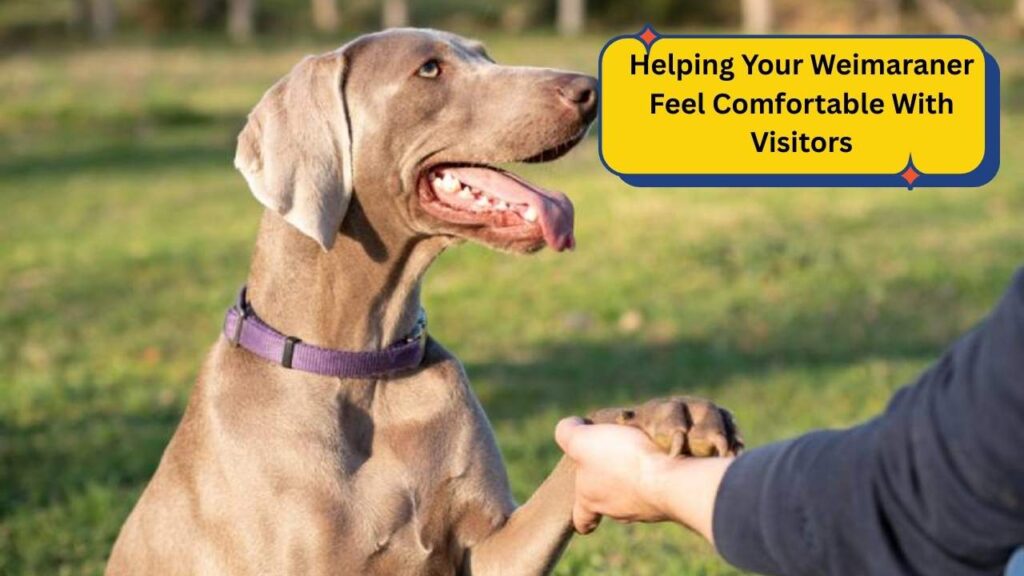 Helping Your Weimaraner Feel Comfortable With Visitors