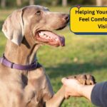 Helping Your Weimaraner Feel Comfortable With Visitors