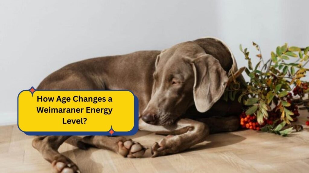 How Age Changes a Weimaraner Energy Level?