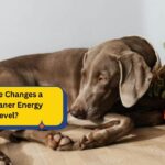 How Age Changes a Weimaraner Energy Level?