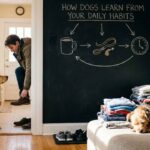 How Dogs Learn From Your Daily Habits?