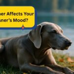 How Weather Affects Your Weimaraner’s Mood?