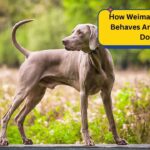 How Weimaraner Breed Behaves Around Other Dogs?
