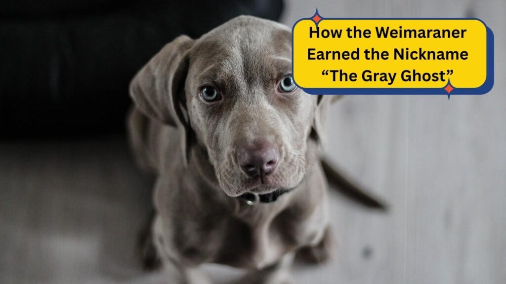 How the Weimaraner Earned the Nickname “The Gray Ghost”