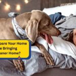 How to Prepare Your Home Before Bringing Weimaraner Home?