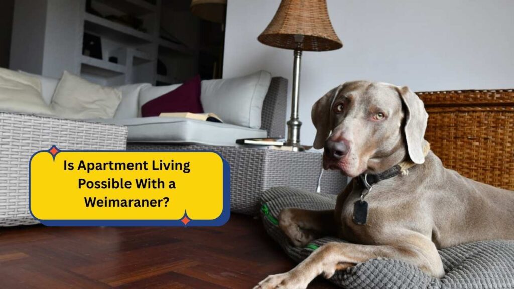 Is Apartment Living Possible With a Weimaraner?