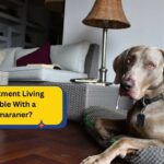 Is Apartment Living Possible With a Weimaraner?