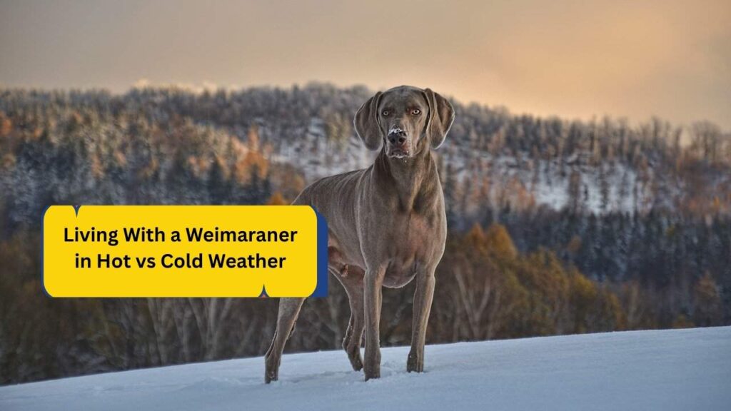 Living With a Weimaraner in Hot vs Cold Weather