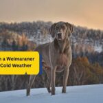 Living With a Weimaraner in Hot vs Cold Weather