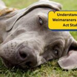 Understanding Why Weimaraners Sometimes Act Stubborn