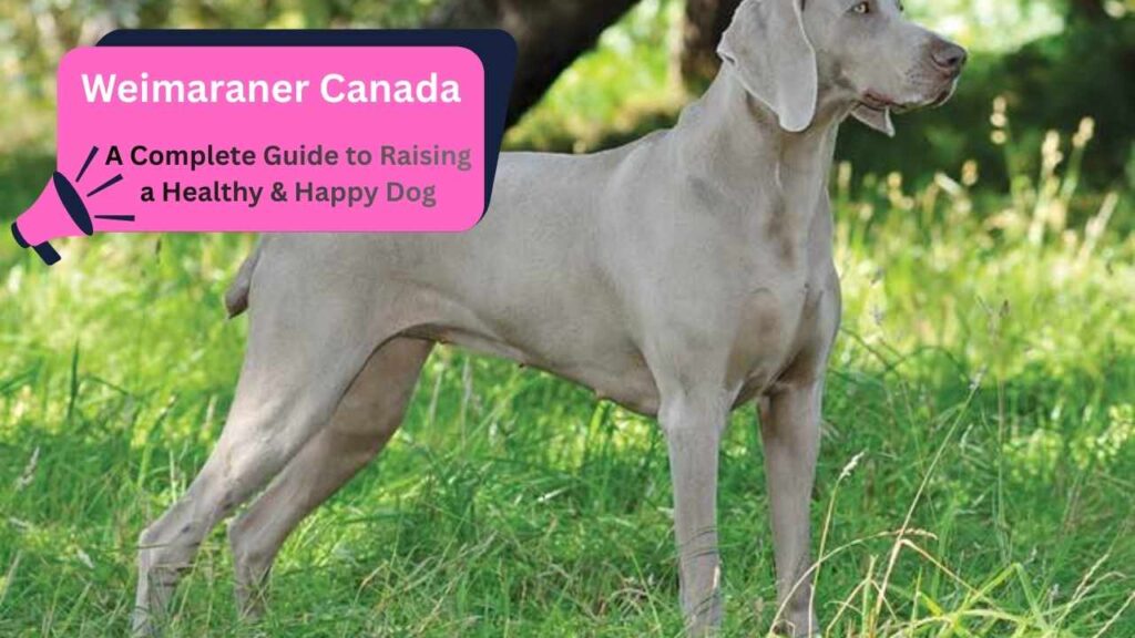Weimaraner Canada: A Complete Guide to Raising a Healthy & Happy Dog