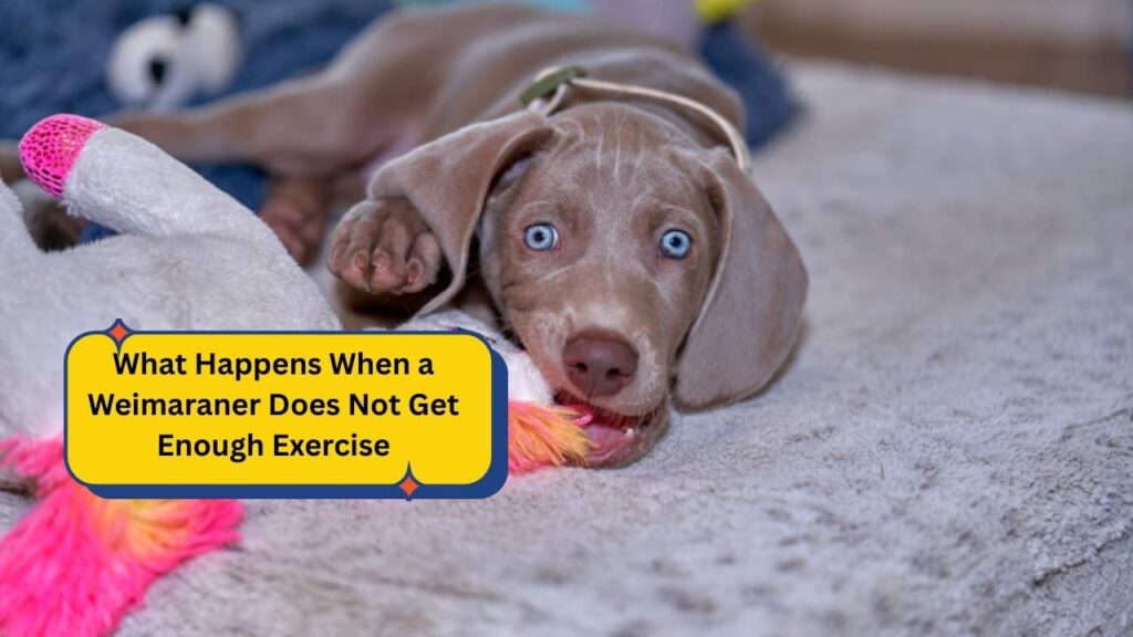 What Happens When a Weimaraner Does Not Get Enough Exercise