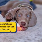What Happens When a Weimaraner Does Not Get Enough Exercise