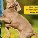 What Living With a Weimaraner Teaches You About Patience