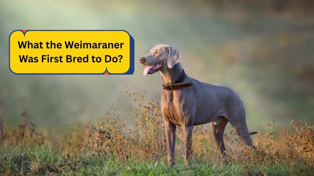 What the Weimaraner Was First Bred to Do?