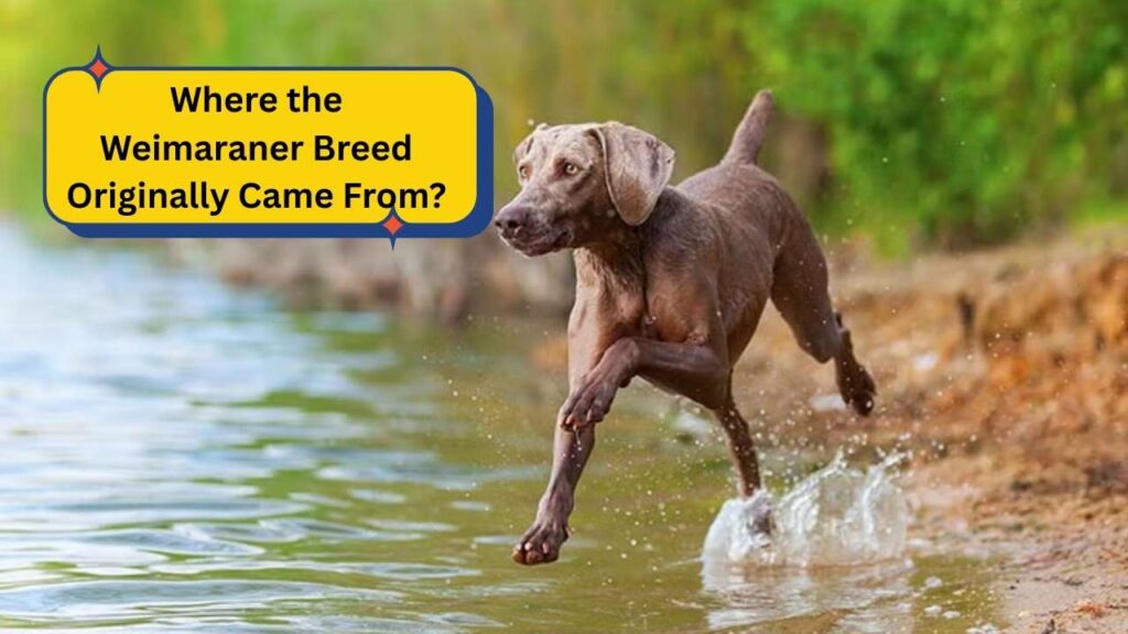 Where the Weimaraner Breed Originally Came From?