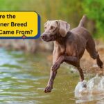 Where the Weimaraner Breed Originally Came From?