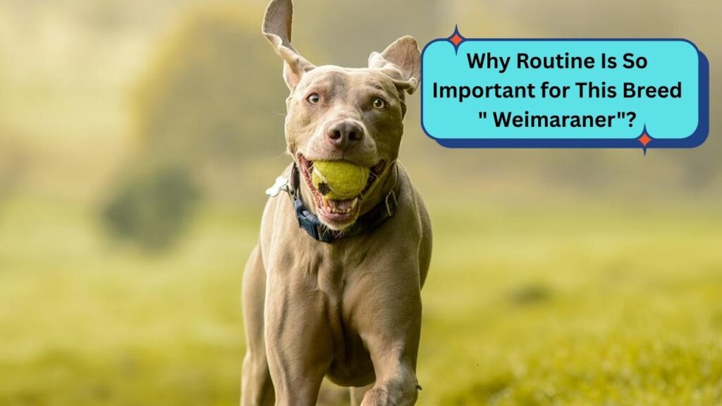 Why Routine Is So Important for This Breed " Weimaraner"?