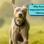 Why Routine Is So Important for This Breed " Weimaraner"?