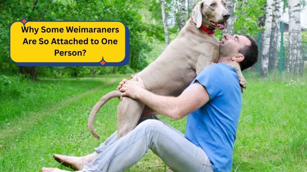 Why Some Weimaraners Are So Attached to One Person?