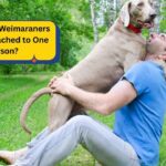 Why Some Weimaraners Are So Attached to One Person?