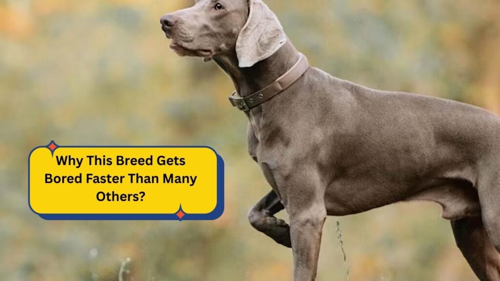 Why This Breed Gets Bored Faster Than Many Others?