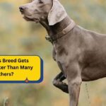 Why This Breed Gets Bored Faster Than Many Others?