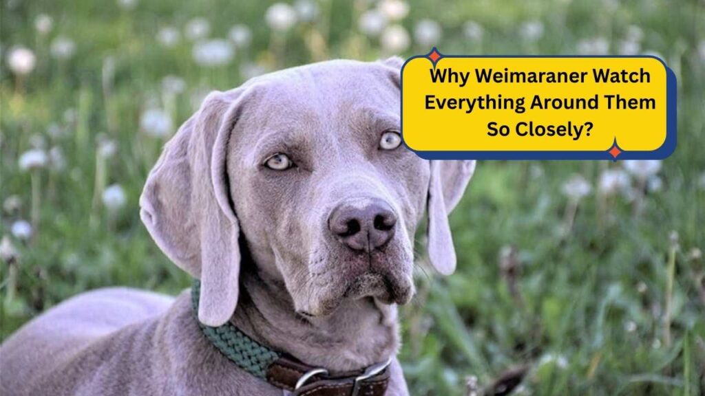 Why Weimaraner Watch Everything Around Them So Closely?