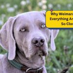 Why Weimaraner Watch Everything Around Them So Closely?